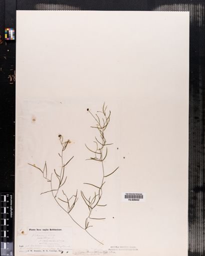 Plantae