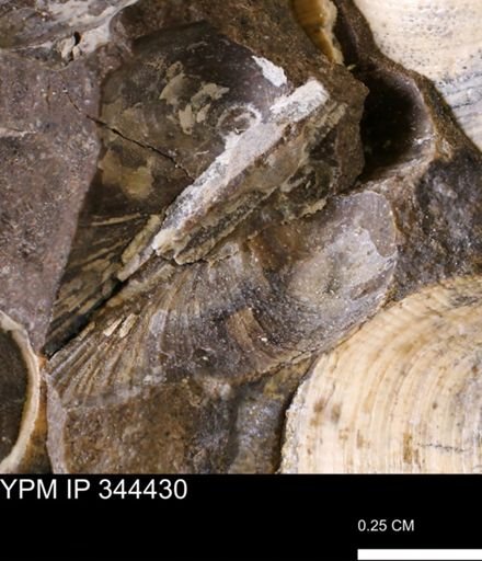 Limopsis striatopunctatus