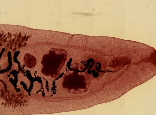 Dicrocoelium dendriticum
