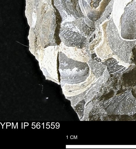 Limopsis striatopunctatus