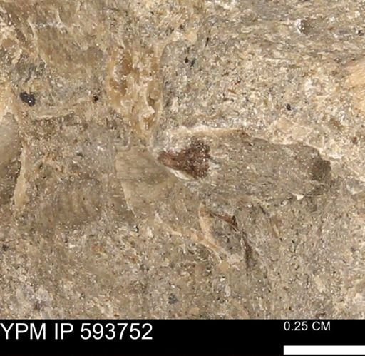 Baculites sp.