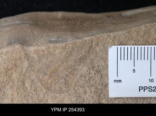 Eurypterida