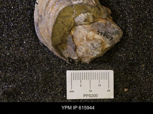 Inoceramus sp.