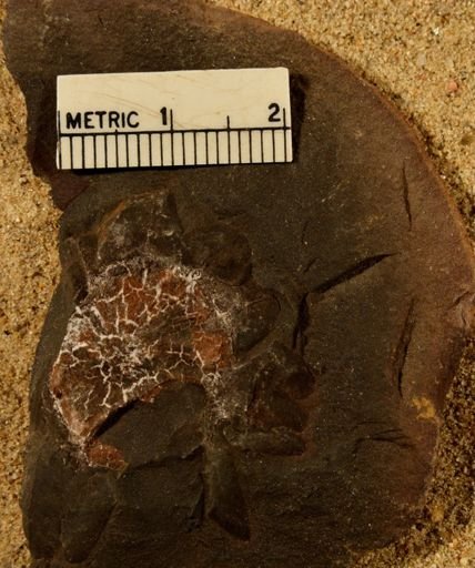 Lepidostrobus