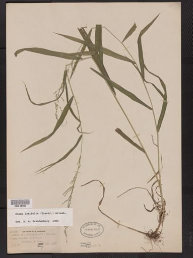 Cinna latifolia