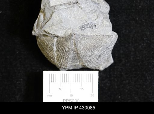Mediospirifer audaculus
