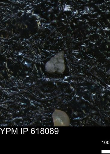 undet. Heterohelicidae
