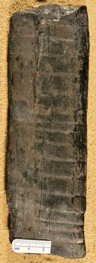 Calamites approximatus