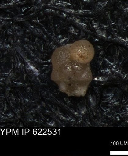 undet. Foraminiferida