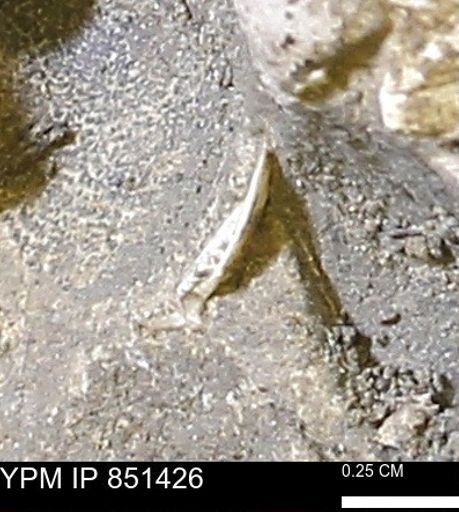 Limopsis striatopunctatus