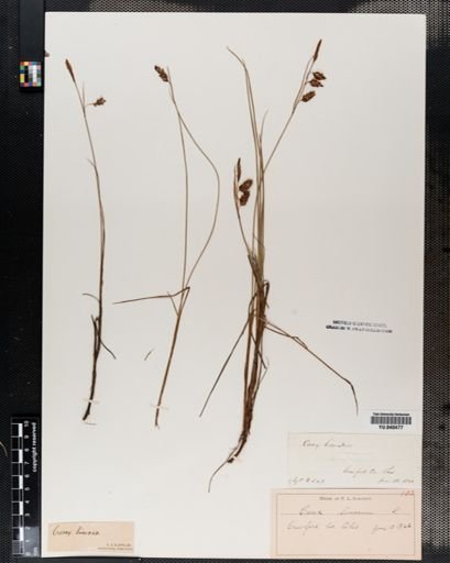 Carex limosa