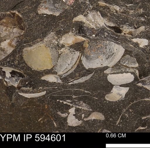 Protocardia sp.