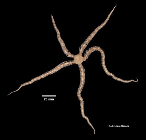 Ophiocoma valenciae