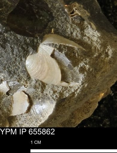 undet. Bivalvia