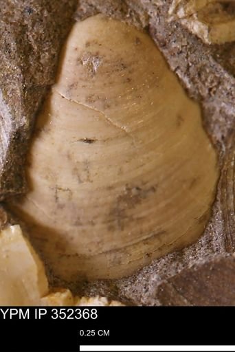 Limopsis striatopunctatus