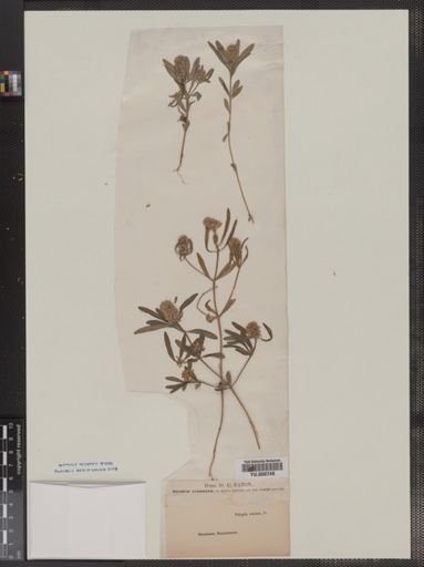 Polygala cruciata