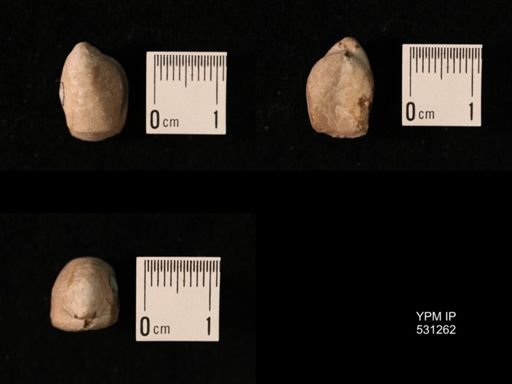 Aulacothyris pala