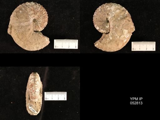 Discoscaphites gulosus