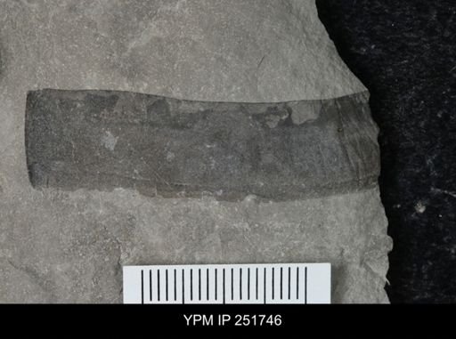 Eurypterus sp.