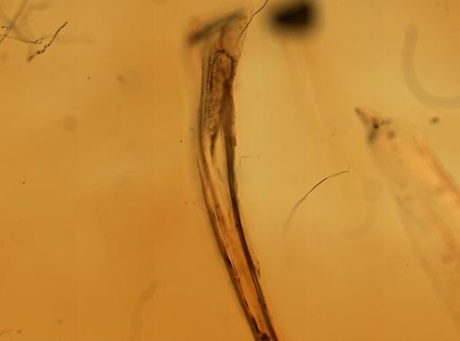 Stenobothrus lineatus