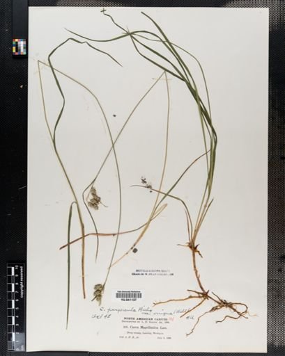 Carex paupercula