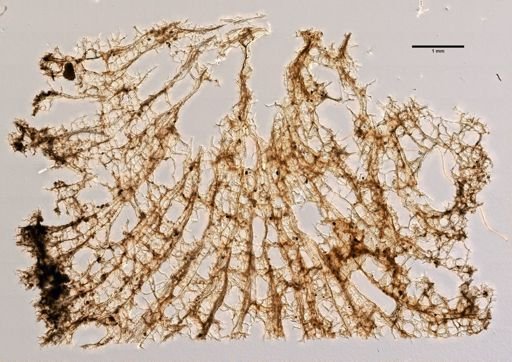 Axinella nanaspiculata