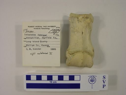Teleoceras fossiger