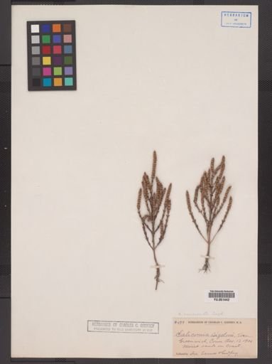 Salicornia bigelovii