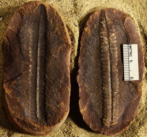 Pecopteris sp.