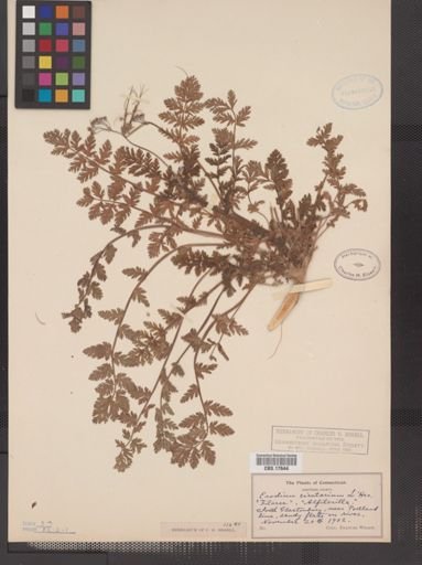 Erodium cicutarium