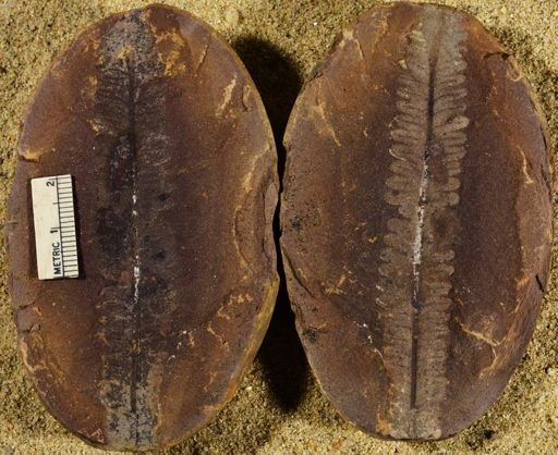 Pecopteris sp.