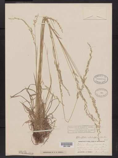 Sphenopholis nitida