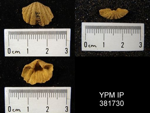 Spirifer cyclopterus