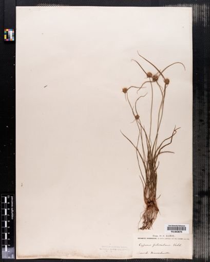 Cyperus filiculmis
