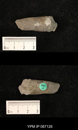 undet. Nautiloidea