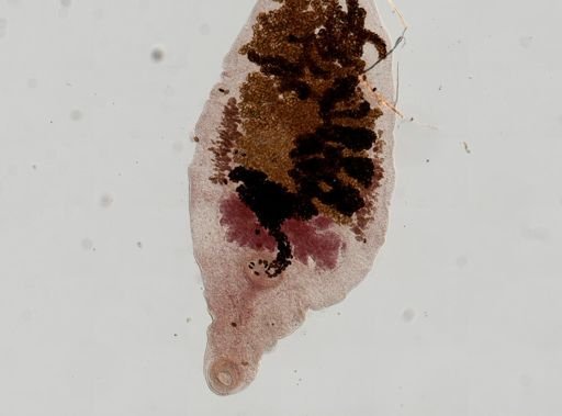 Dicrocoelium dendriticum
