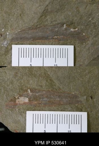 Nautiloidea?