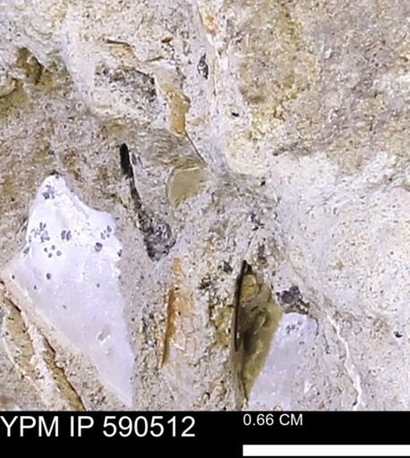 undet. Mollusca
