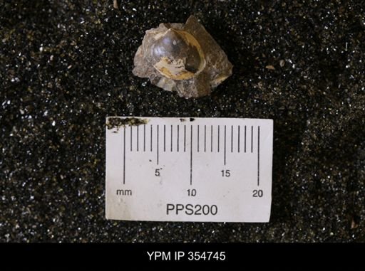 Limopsis striatopunctatus