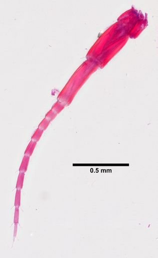 Hyalella