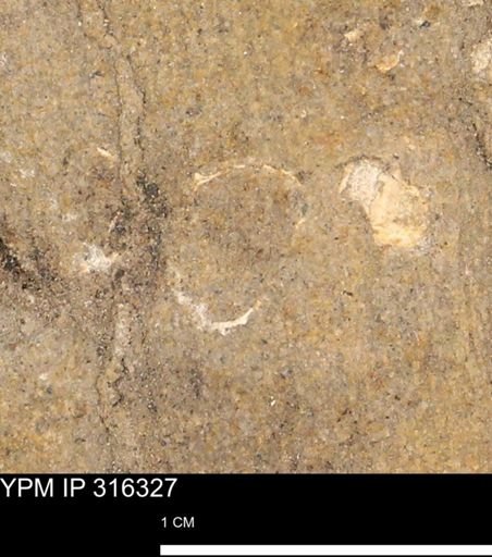 undet. Mollusca