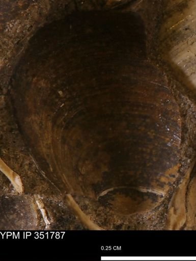Limopsis striatopunctatus