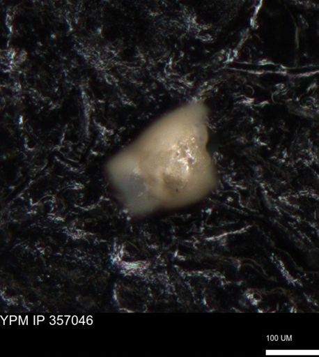 undet. Foraminiferida