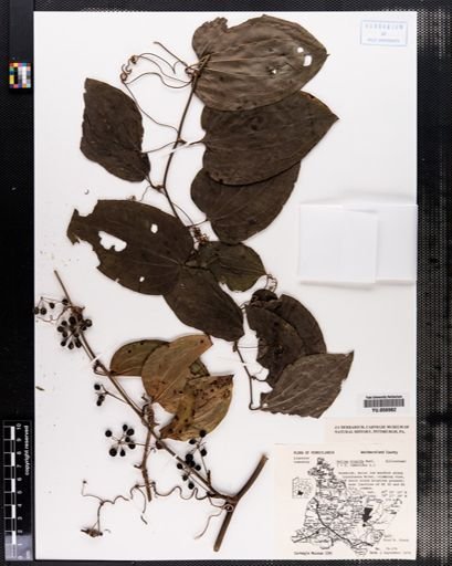 Smilax hispida