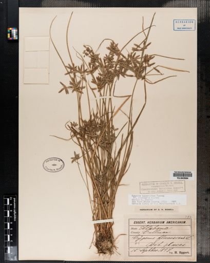 Cyperus bipartitus