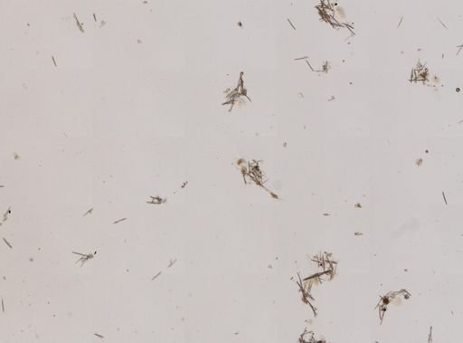 Haliclona