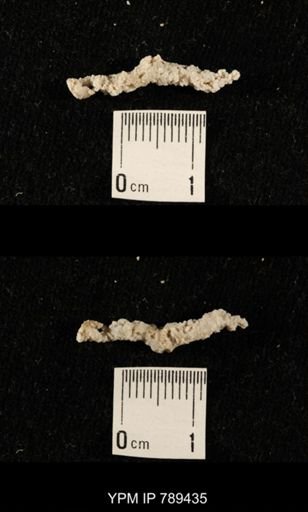 undet. Bryozoa