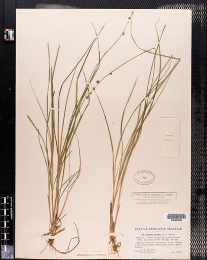 Carex seorsa
