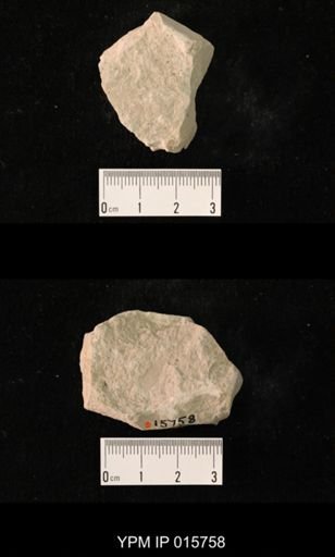 Probnis speciosa