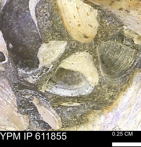 Protocardia sp.